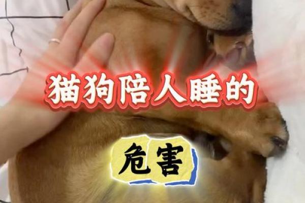 嗜猫如命，爱狗如同：探索人与宠物的奇妙关系