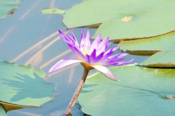 木命人适合与哪些命相的人相伴,揭示最和谐的组合! 木命人适合与哪些命相的人相伴,揭示最和谐的组合!