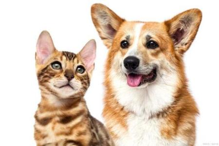 嗜猫如命，爱狗如同：探索人与宠物的奇妙关系