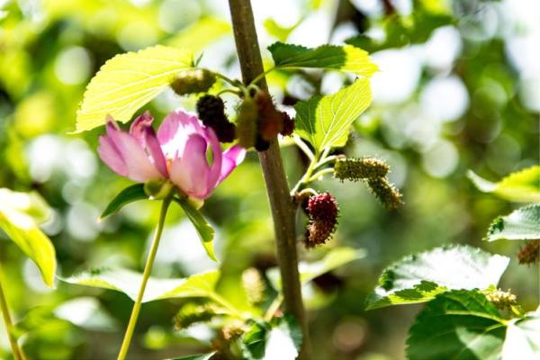 探寻桑树木命的色彩世界，揭示适合的颜色搭配与寓意