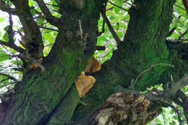 探寻桑树木命的色彩世界，揭示适合的颜色搭配与寓意