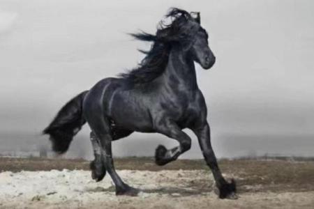 66年马年出生的女性命运分析：揭秘她们的性格与所缺之物