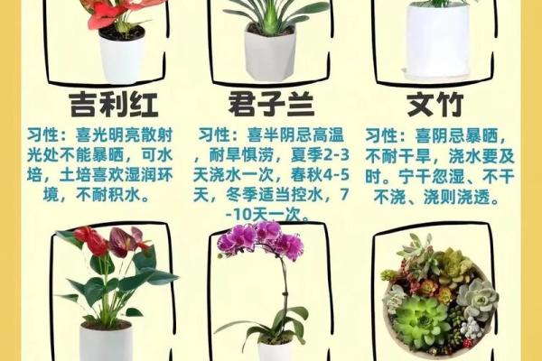 根据风水，哪类命格的人最适合养花？