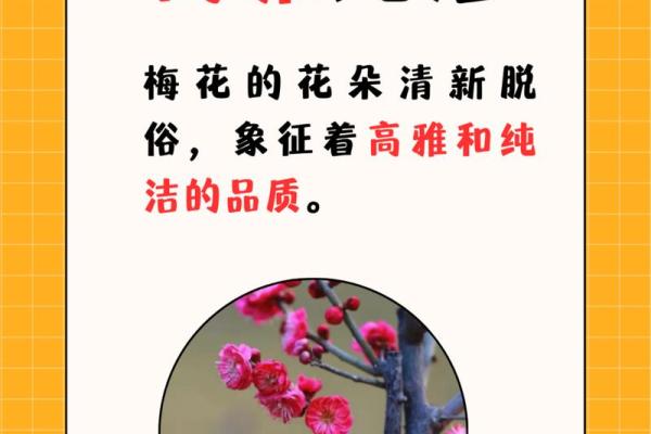 揭示梅花命的奥秘：为何它被视为好命的象征