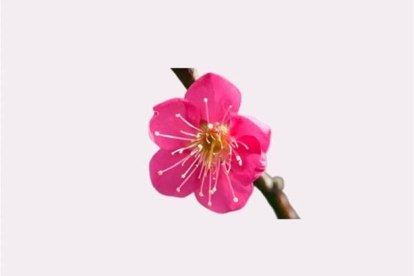 揭示梅花命的奥秘：为何它被视为好命的象征