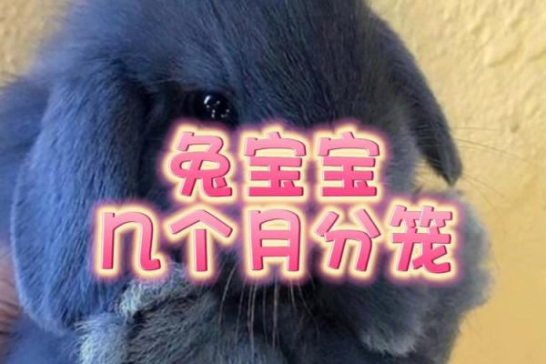明年兔年出生的宝宝命运解析：赋予他们的希望与机遇