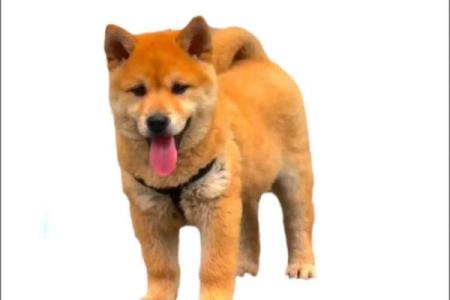 土狗男命：如何找到最合适的伴侣？