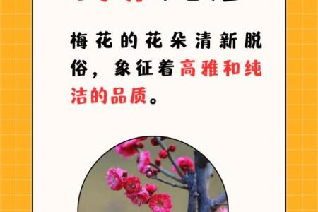 揭示梅花命的奥秘：为何它被视为好命的象征