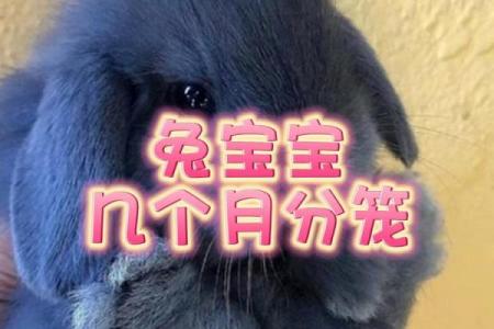 明年兔年出生的宝宝命运解析：赋予他们的希望与机遇