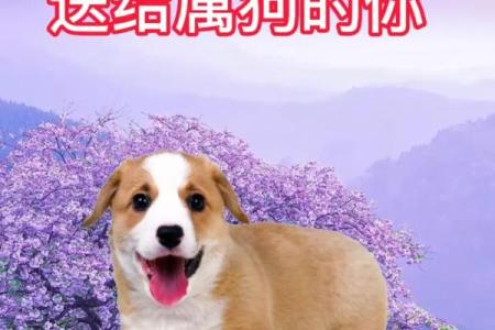 揭开生肖谜团：狗与鼠的命运之钥