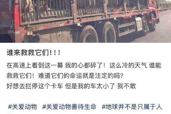2007年猪年命运解析：揭示你生活中的幸运与挑战