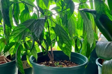 木命人士适合养的植物推荐与养护技巧