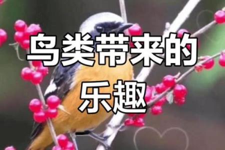 适合养鸟的人：你的命理是否为鸟类爱好者注定？
