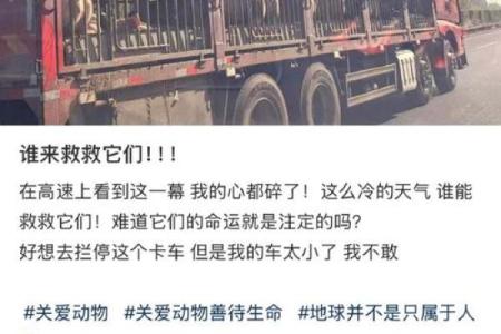 2007年猪年命运解析：揭示你生活中的幸运与挑战