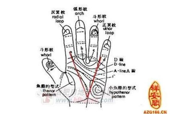 手指的秘密：不同手指代表的命理与性格解析