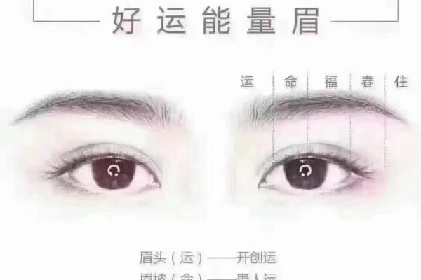 眉毛长短与命运：探寻眉毛对人生的影响与解读