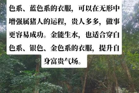 属猪大海水命的颜色解析与生活指导