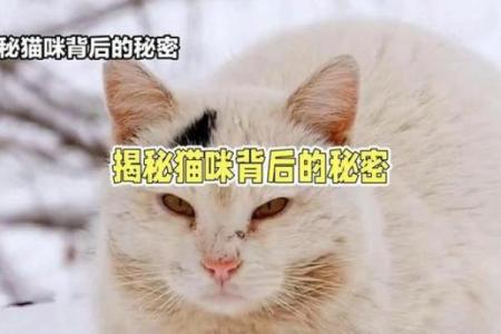 九条命的猫，却为何只有八条命？揭秘“猫王”的传奇故事！
