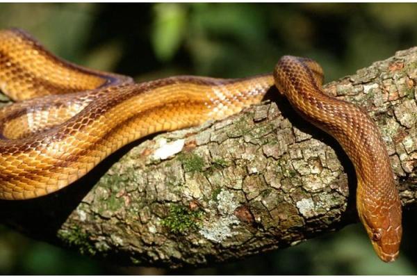 33岁属什么生肖,火命人如何精彩绽放人生? 33岁属什么生肖,火命人如何精彩绽放人生?