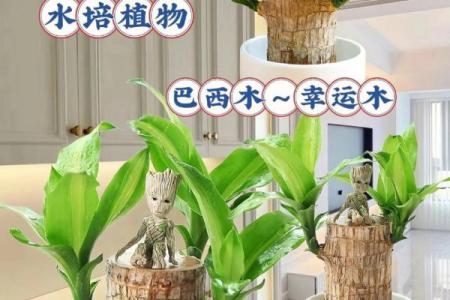 水命人适宜养什么植物？助你提升运势与福气！