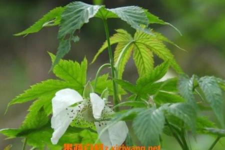 草神一命与二命的深刻区别——了解背后的神秘文化与传说