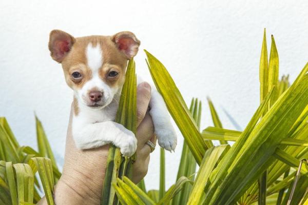 2018土狗年命运揭秘：探索土狗人丰富多彩的生活与性格特点
