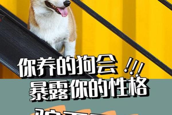 2018土狗年命运揭秘：探索土狗人丰富多彩的生活与性格特点