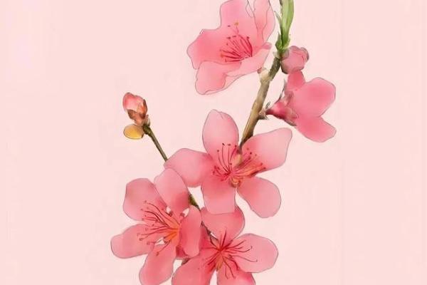 探秘生肖女命犯桃花，爱情与命运的交织
