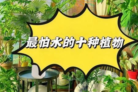 命缺水的人适合种哪些植物?让我们来探讨一下!