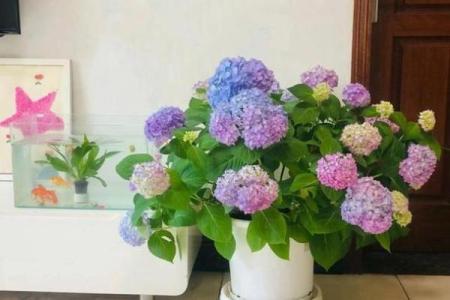 海水命适合养的花卉推荐及其养护技巧
