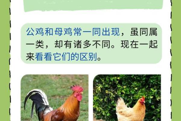 探索1968年鸡命人的人生轨迹与性格特征