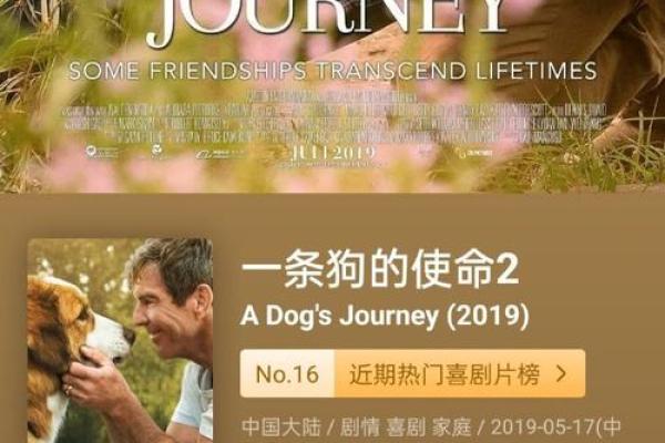 有狗子的人是什么命：幸福与责任交织的生活