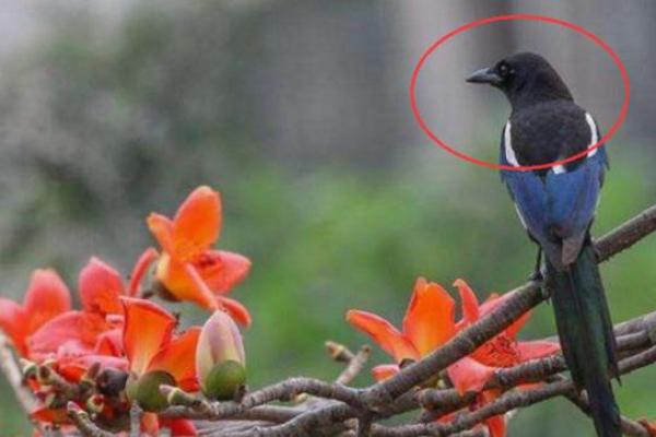 命理之谜:喜鹊与命运的相冲相克探秘 命理之谜:喜鹊与命运的相冲相克探秘