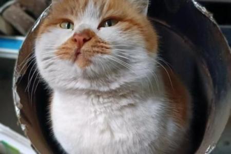 满命猫猫的秘密：探索它们带来的强大加成！
