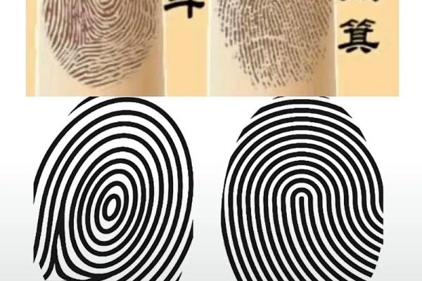 手指10簸萁：命运与指纹之间的神秘联系