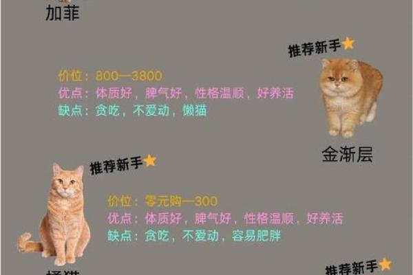 根据命理特点选择适合你的猫咪，温暖生活的忠实伴侣！