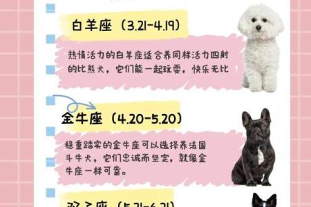 火星命者适合养什么宠物呢？揭秘适合火星命的宠物类型！
