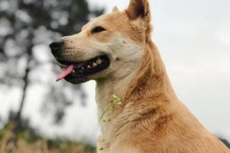 2023年土狗的命运：探寻家犬的忠诚与智慧之年