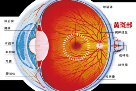 探寻眼白黄斑背后的秘密：你了解自己的眼睛吗？