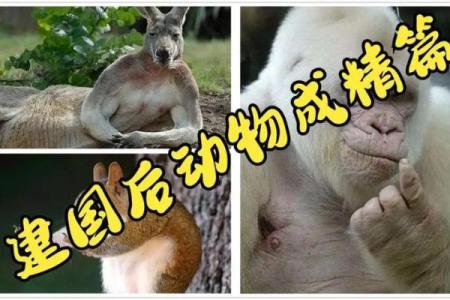 探寻佛灯火命：了解这一命理背后的神秘动物与特征