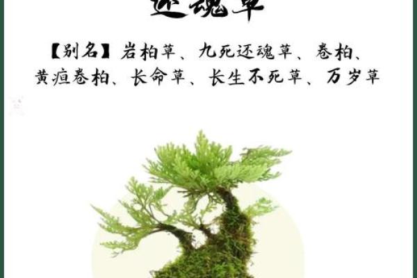 探秘龙须树：哪些命格的人不适合养护？
