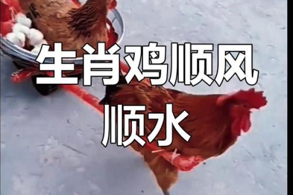 属鸡女性的命格解析：解锁你的运势与人生轨迹