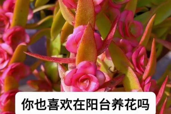 火系命家中适合养哪些植物？带你探寻幸运绿植！
