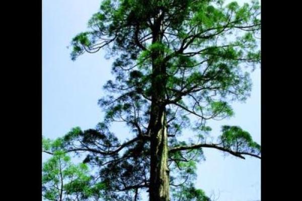 探秘松柏木命：缺点分析与生活调整技巧