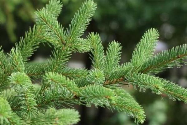 探秘松柏木命：缺点分析与生活调整技巧