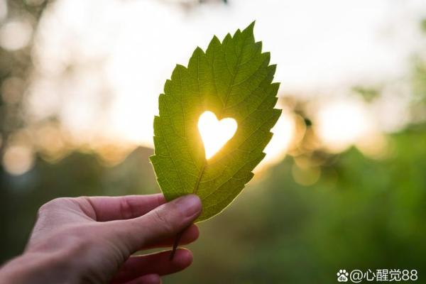 探索1954年金命的奥秘：命运与人生的交织
