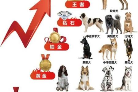 69年属狗人命运解析：智慧与毅力的双重体现！
