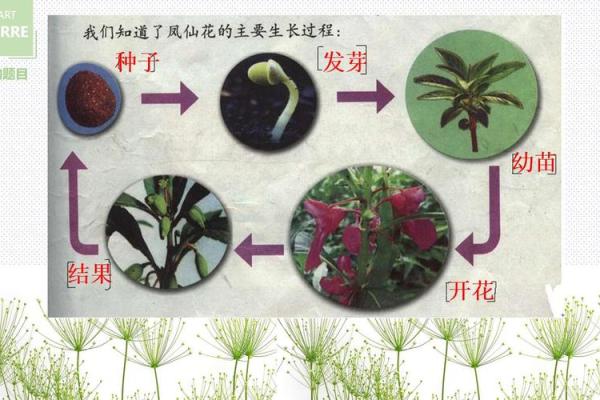 28颗牙齿的奥秘：探寻生命之谜与健康的密码
