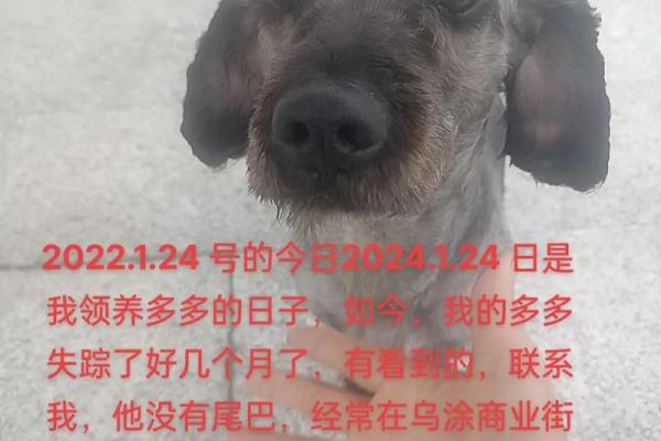 2018年狗宝的命理解析：好运与挑战并存的命运之路