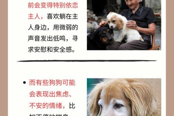 2006年狗年的命理解析：忠诚与守护的象征